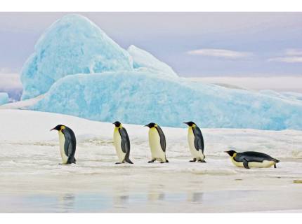 Tablou PENGUINS 120x80cm