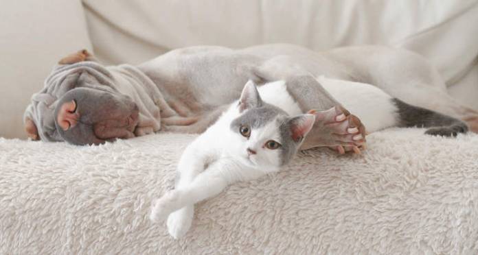 Sfaturi pentru o casa pet-friendly